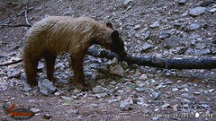 Ursus americanus machetes