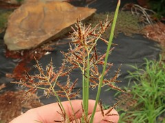 Cyperus rotundus