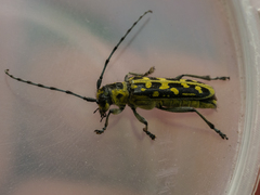 Saperda scalaris