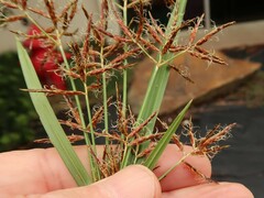 Cyperus rotundus