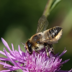 Megachile centuncularis