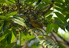 Mionectes oleagineus