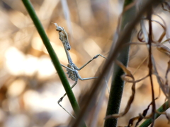 Empusa pennata