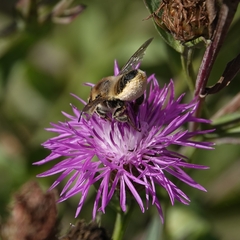 Megachile centuncularis