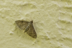 Herpetogramma phaeopteralis