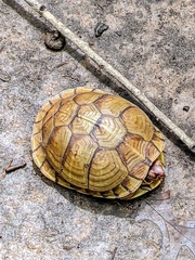 Terrapene carolina