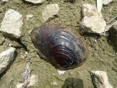 Sinanodonta woodiana