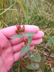 Hypericum fraseri