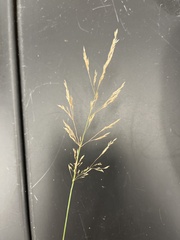 Sorghum halepense