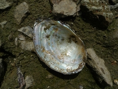 Sinanodonta woodiana
