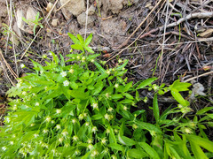 Moehringia macrophylla