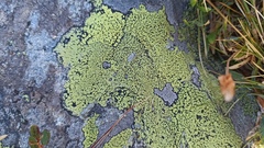 Rhizocarpon
