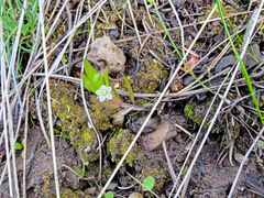 Moehringia macrophylla