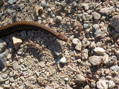 Storeria occipitomaculata