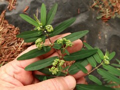 Euphorbia hypericifolia