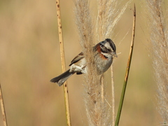 Zonotrichia capensis