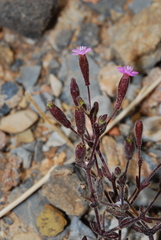 Silene sedoides