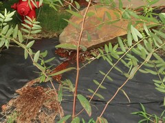 Euphorbia hypericifolia