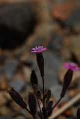 Silene sedoides
