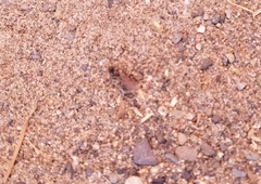 Formicinae