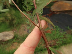 Euphorbia hypericifolia