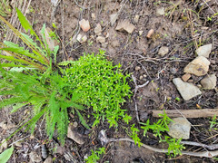 Moehringia macrophylla