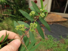 Euphorbia hypericifolia