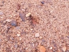 Formicinae