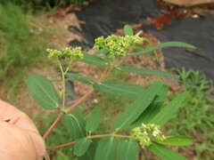 Euphorbia hypericifolia