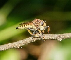 Promachus rufipes