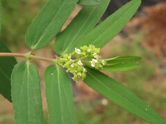 Euphorbia hypericifolia