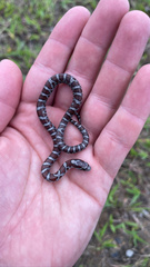 Lampropeltis triangulum