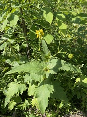 Silphium perfoliatum