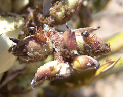Endiodioctes