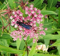 Sphecidae