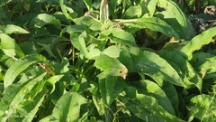 Symphytum caucasicum