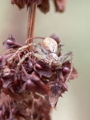 Philodromus aureolus