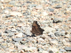 Polygonia progne