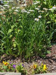 Leucanthemum × superbum
