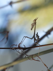 Empusa pennata