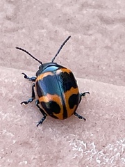 Labidomera clivicollis