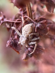 Philodromus aureolus