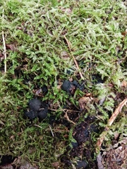 Kretzschmaria deusta