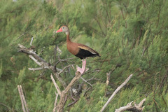 Dendrocygna autumnalis