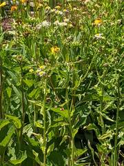 Rudbeckia hirta