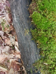 Kretzschmaria deusta