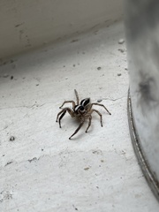 Plexippus paykulli