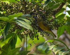 Mionectes oleagineus