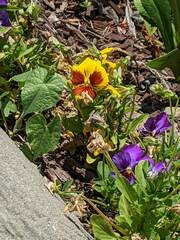 Viola