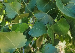 Pemphigus populicaulis